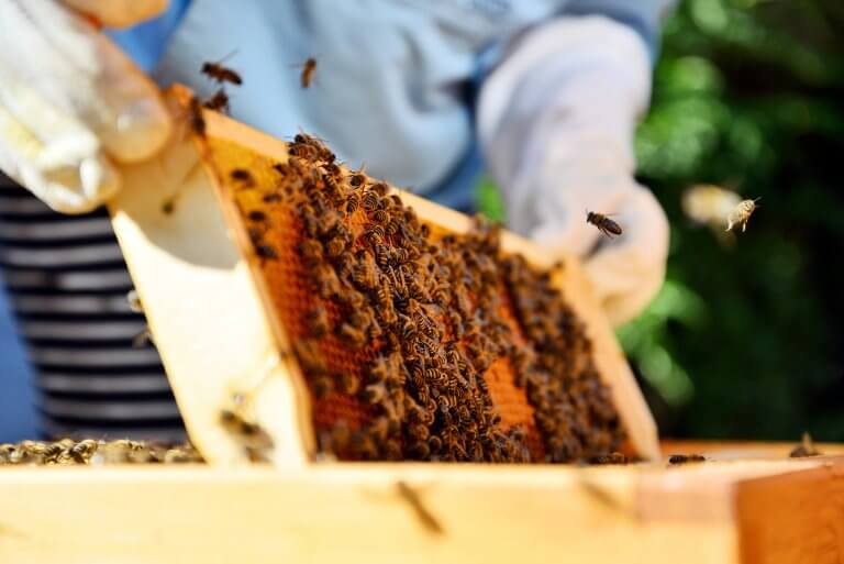 Exploitante apicole avec plusieurs pots de miel - accompagnement des exploitation apicoles en Saône et Loire - AS BFC
